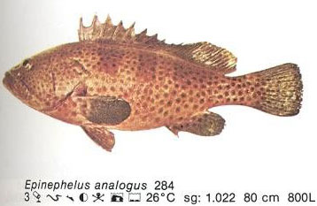 Epinephelus analogus